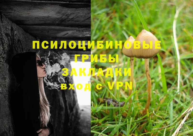 Галлюциногенные грибы Psilocybine cubensis  купить   Зуевка 