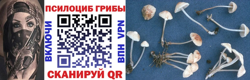 Галлюциногенные грибы Psilocybe  Зуевка 